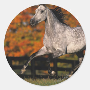 Pegatina Redonda Caballo árabe: otoño 1