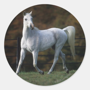 Pegatina Redonda Caballo árabe que corre 1