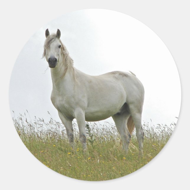Pegatina Redonda Caballo blanco (Anverso)