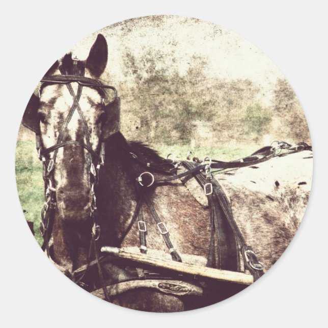 Pegatina Redonda Caballo de Appaloosa (Anverso)