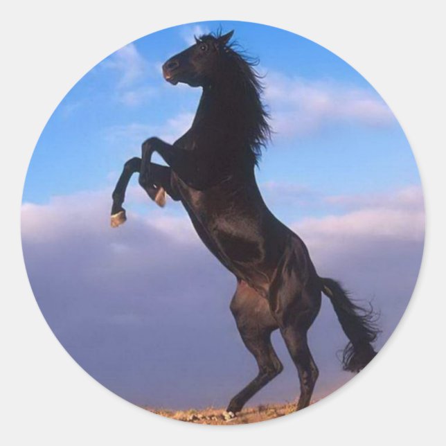 Pegatina Redonda Caballo de cría de Stallion negro salvaje (Anverso)