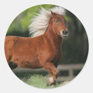 Pegatina Redonda Caballo en miniatura