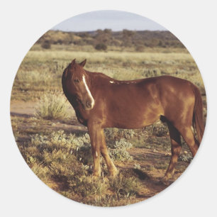 Pegatina Redonda Caballo en pastoreo
