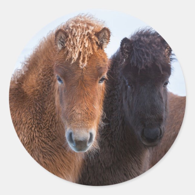 Pegatina Redonda Caballo islandés durante el invierno en Islandia (Anverso)
