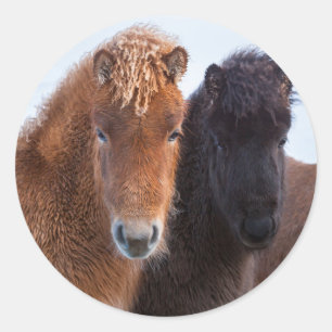 Pegatina Redonda Caballo islandés durante el invierno en Islandia