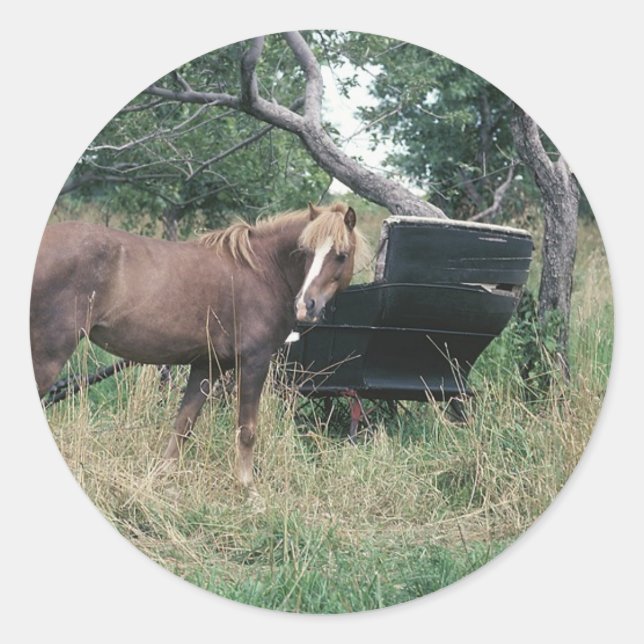 Pegatina Redonda Caballo Mirando el Viejo Buggy (Anverso)