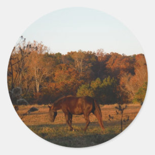 Pegatina Redonda Caballo rojo marrón, bosque otoñal.