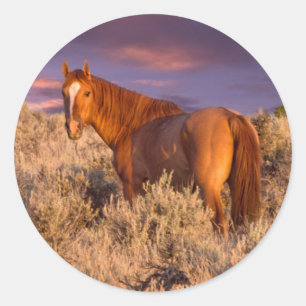 Pegatina Redonda Caballo salvaje del condado de Harney permanece al