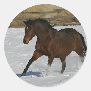Pegatina Redonda Caballo tostado corriendo en la nieve