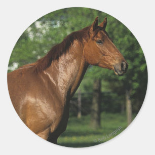 Pegatina Redonda Caballo tostado en flores