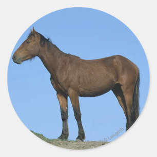 Pegatina Redonda Caballo Wild Mustang