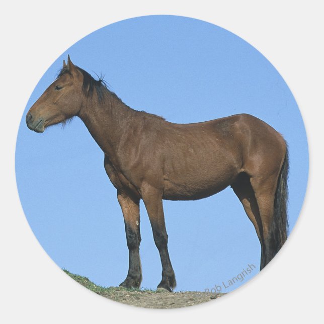 Pegatina Redonda Caballo Wild Mustang (Anverso)