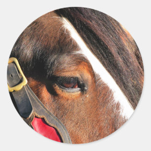 PEGATINA REDONDA CABALLOS