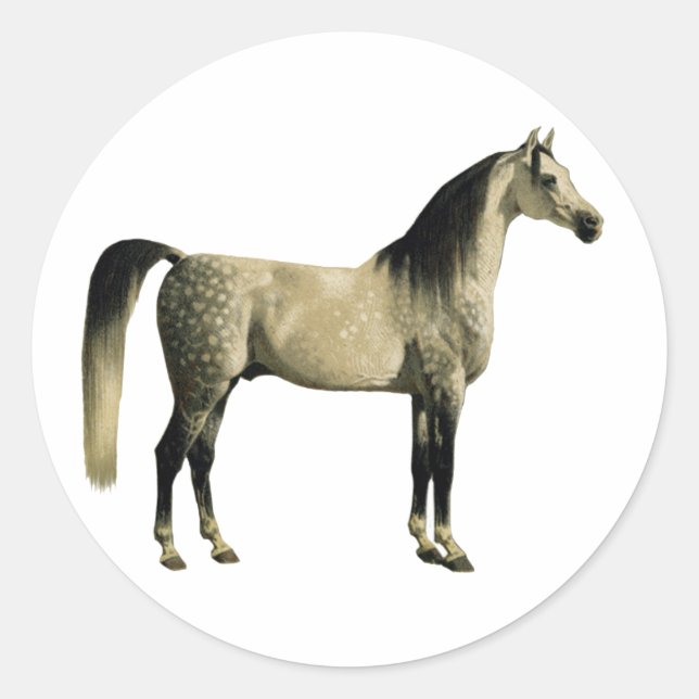 Pegatina Redonda Caballos Antiguos - Árabe (Anverso)