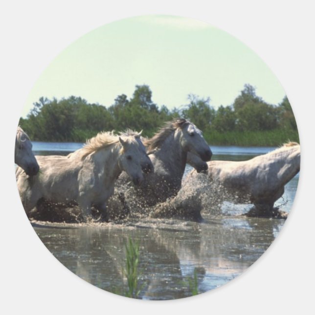 Pegatina Redonda Caballos cruzando agua (Anverso)