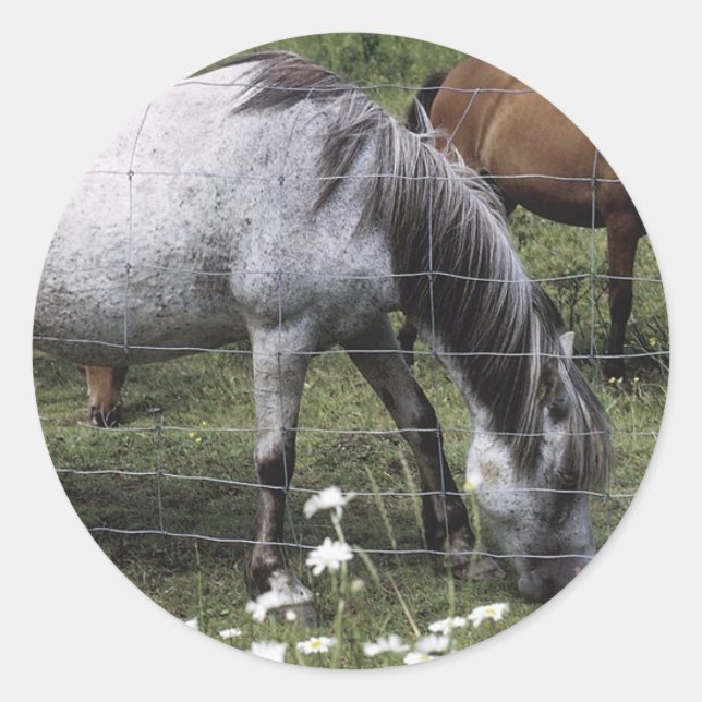 Pegatina Redonda Caballos de afeitar (Anverso)