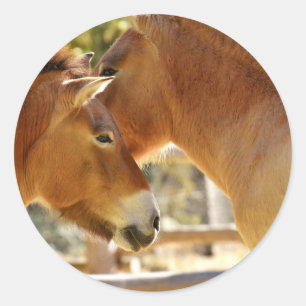 Pegatina Redonda Caballos hermosos