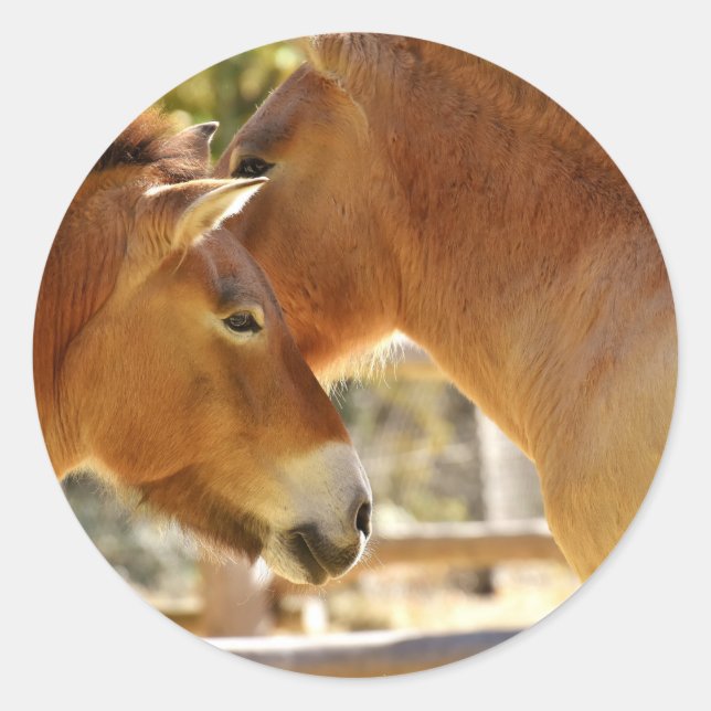 Pegatina Redonda Caballos hermosos (Anverso)