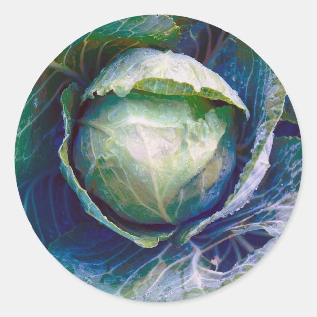 Pegatina Redonda Cabbage (Anverso)