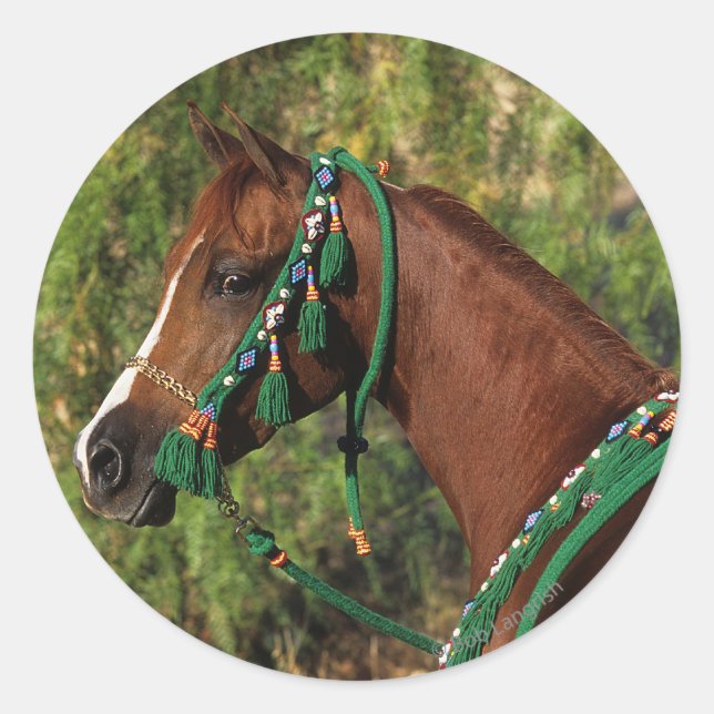 Pegatina Redonda Cabeza árabe de caballo con brindis (Anverso)