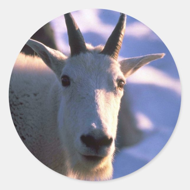 Pegatina Redonda Cabeza de cabra de montaña rocosa (Anverso)