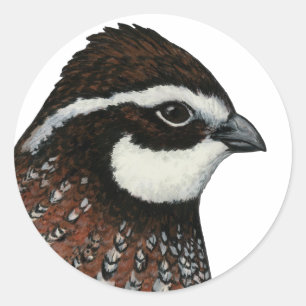 Pegatina Redonda Cabeza de codorniz Bobwhite