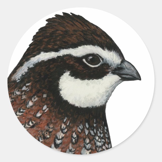 Pegatina Redonda Cabeza de codorniz Bobwhite (Anverso)