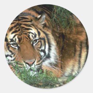 Pegatina Redonda Cabeza de reclinación del tigre en la pata
