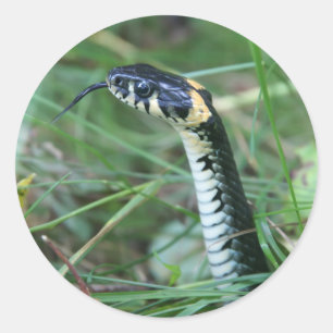 Pegatina Redonda Cabeza de serpiente