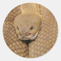 Cabeza de serpiente de cascabel