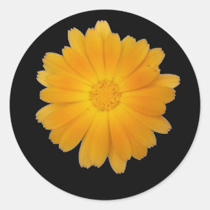 Pegatina Redonda Cabezal de flores monoaurales sobre fondo negro