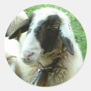 Pegatina Redonda Cabra