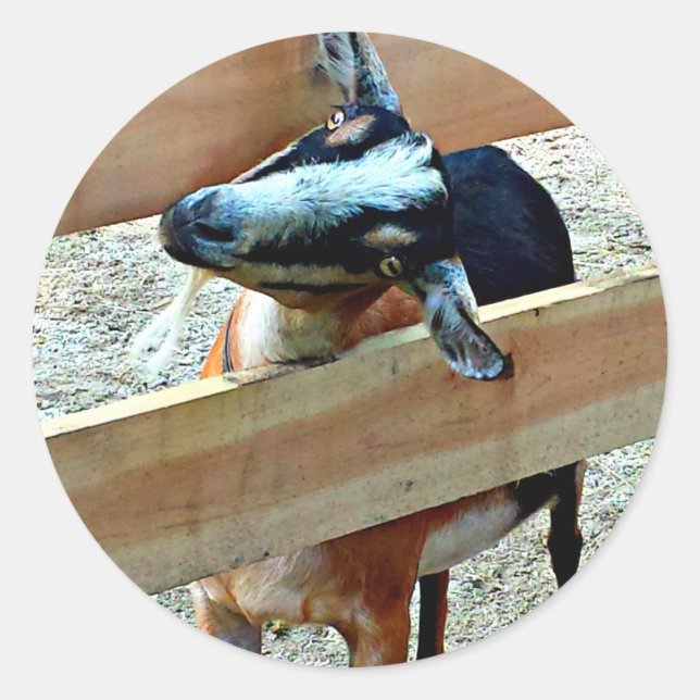 Pegatina Redonda Cabra divertida - hoja de pegatinas (Anverso)