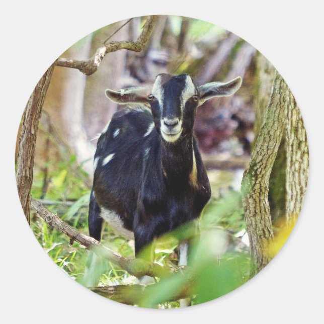 Pegatina Redonda Cabra sonriente (Anverso)