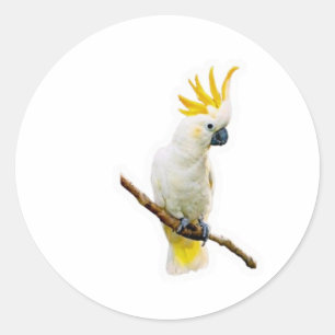 Pegatina Redonda Cacatúa Tropical Vibrante - Loro Indonesio Exótico