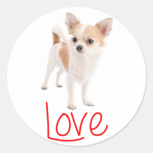 Pegatina Redonda Cachorro Amor Chihuahua de Pelo Largo