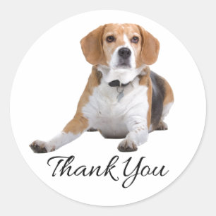 Pegatina Redonda Cachorro Beagle Adorable Mamá Papá Cria Gracias