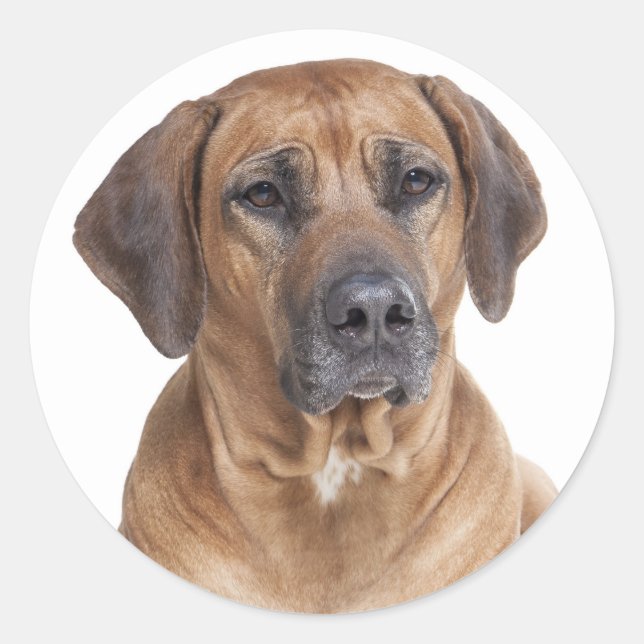 Pegatina Redonda Cachorro cachorro Rhodesian Ridgeback (Anverso)
