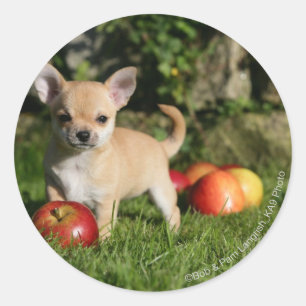 Pegatina Redonda Cachorro chihuahua con manzanas