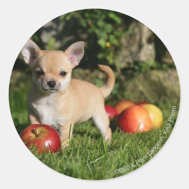Pegatina Redonda Cachorro chihuahua con manzanas (Anverso)