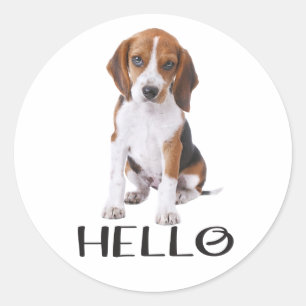 Pegatina Redonda Cachorro de Beagle Adorable Amante de Perros Hola