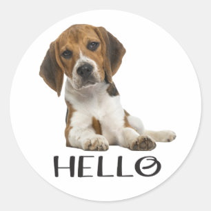 Pegatina Redonda Cachorro de Beagle Adorable Hola Pensando en Ti Am