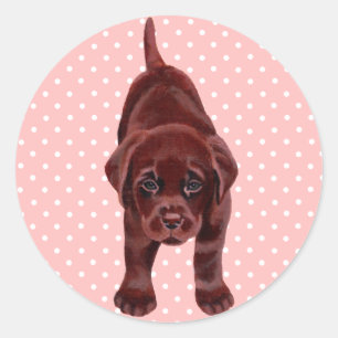 Pegatina Redonda Cachorro de chocolate Labrador