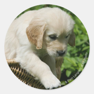 Pegatina Redonda Cachorro de Golden Retriever en la cesta