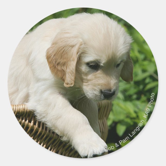 Pegatina Redonda Cachorro de Golden Retriever en la cesta (Anverso)
