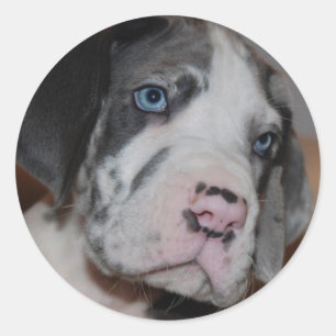 Pegatina Redonda Cachorro de Gran Danés de Ojo Azul