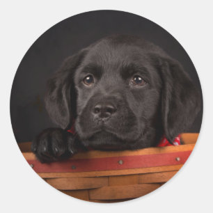 Pegatina Redonda Cachorro de los recién llegados del labrador negro