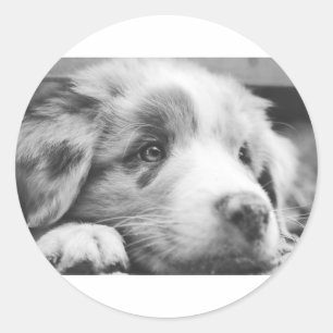 Pegatina Redonda cachorro de pastor australiano