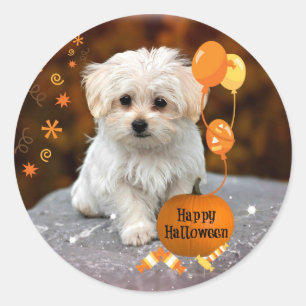 Pegatina Redonda Cachorro maltés celebra Halloween