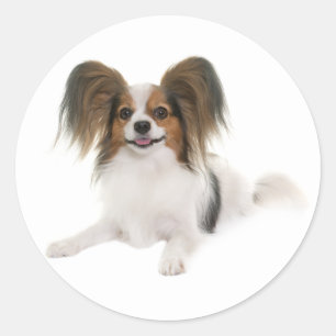 Pegatina Redonda Cachorro Papillon - Ama a los Cachorros, Hola